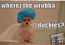 Tags: dog, duckies, funny, has, hotdog, wrubba (Pict. in LOLCats, LOLDogs and cute animals)