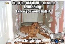 Tags: dog, funny, has, hotdog, you (Pict. in LOLCats, LOLDogs and cute animals)