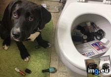 Tags: dog, funny (Pict. in My r/FUNNY favs)