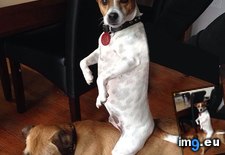 Tags: attention, boss, fighting, funny, get, got, new, puppy, two (Pict. in My r/FUNNY favs)