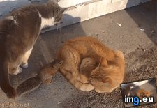 Tags: fucking, funny, time (GIF in My r/FUNNY favs)