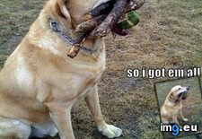 Tags: dog, funny, park, time (Pict. in My r/FUNNY favs)