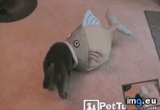 Tags: cat, fish, funny, swallowing (GIF in My r/FUNNY favs)