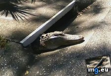 Tags: florida, funny, rat, sewer (Pict. in My r/FUNNY favs)