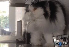 Tags: foiled, funny, fur (GIF in My r/FUNNY favs)