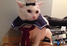 Tags: all, cat, costume, for, friend, funny, him, man, marshmallow, one, puft, stay, wanted, white, year, years (Pict. in My r/FUNNY favs)