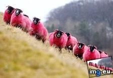 Tags: bathgate, dyed, dying, farmer, freshly, funny, highway, run, scotland, sheep (Pict. in My r/FUNNY favs)