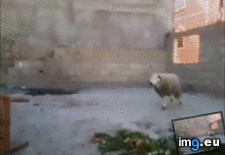Tags: fuck, funny (GIF in My r/FUNNY favs)