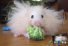 Tags: eating, funny, furry, hamster (Pict. in Rehost)