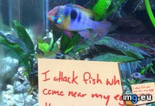 Tags: fish, funny, giving, shaming, try (Pict. in My r/FUNNY favs)
