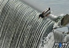 Tags: big, funny (Pict. in My r/FUNNY favs)