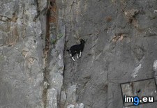 Tags: dimension, fourth, funny, goat, goats, literally, masters, physics, time (Pict. in My r/FUNNY favs)