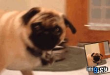 Tags: funny, good, pugs, start, way, week (GIF in My r/FUNNY favs)