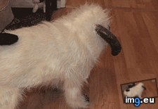 Tags: funny, good, pugs, start, way, week (GIF in My r/FUNNY favs)