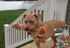 Tags: big, birthday, bone, dog, eating, funny, kind, leg, roasted (Pict. in My r/FUNNY favs)