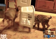 Tags: funny (GIF in My r/FUNNY favs)