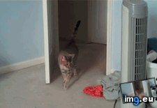 Tags: engaged, funny, hover, mode (GIF in My r/FUNNY favs)
