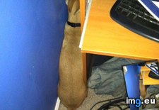 Tags: bad, dog, funny, how (Pict. in My r/FUNNY favs)
