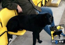 Tags: dad, dog, football, funny, likes, sit (Pict. in My r/FUNNY favs)
