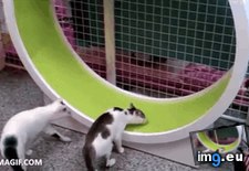 Tags: busy, cat, funny (GIF in My r/FUNNY favs)