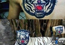 Tags: funny, hyper, realistic, tattoo, tiger (Pict. in My r/FUNNY favs)