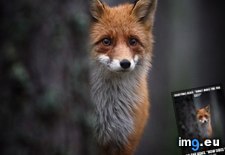 Tags: feel, fox, funny, pain (Pict. in My r/FUNNY favs)