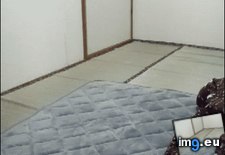 Tags: fuck, funny (GIF in My r/FUNNY favs)