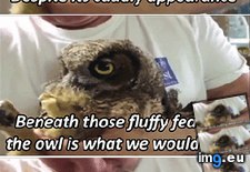 Tags: funny, love, owls (GIF in My r/FUNNY favs)