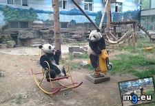 Tags: elaborate, extremely, funny, hoax, pandas (Pict. in My r/FUNNY favs)