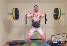 Tags: arrived, competition, funny, requires, signed, singlet, weightlifting (Pict. in My r/FUNNY favs)