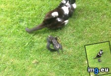 Tags: cat, funny, mocking, murdered, squirrel (Pict. in My r/FUNNY favs)