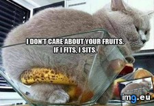 Tags: fits, funny, sit (Pict. in My r/FUNNY favs)