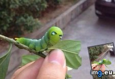 Tags: caterpillar, face, funny, iron, man (Pict. in My r/FUNNY favs)