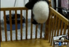 Tags: break, funny, jail (GIF in My r/FUNNY favs)