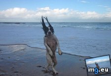 Tags: beach, dog, funny, walk (Pict. in My r/FUNNY favs)