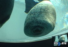 Tags: funny, glass, ran, seal (Pict. in My r/FUNNY favs)