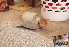 Tags: funny, kittenturtle (GIF in My r/FUNNY favs)