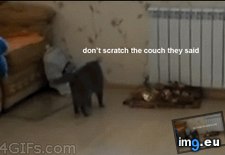 Tags: durr, funny, hooman, hurr (GIF in My r/FUNNY favs)