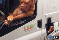 Tags: funny, mastiff, traffic (Pict. in My r/FUNNY favs)