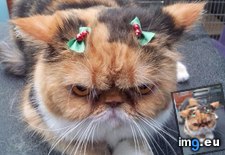 Tags: animal, christmas, filthy, funny, merry (Pict. in My r/FUNNY favs)