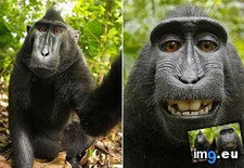 Tags: camera, funny, monkey, photographer, selfie, snap, steals, sues, uploaded, wikipedia (Pict. in My r/FUNNY favs)