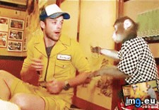 Tags: funny, monkey, waiter (GIF in My r/FUNNY favs)