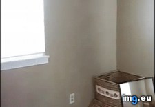 Tags: cat, funny, helpful, world (GIF in My r/FUNNY favs)