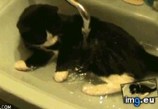 Tags: cat, funny (GIF in My r/FUNNY favs)