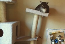 Tags: cat, fat, funny, may (Pict. in My r/FUNNY favs)