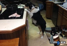 Tags: begging, blind, cat, dog, food, funny (Pict. in My r/FUNNY favs)