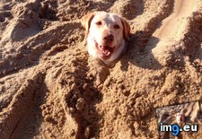 Tags: burying, cool, dog, funny, totally, was (Pict. in My r/FUNNY favs)