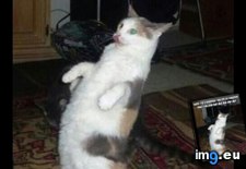 Tags: all, cat, favorite, funny, picture, time (Pict. in My r/FUNNY favs)