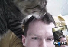 Tags: action, funny, hair, likes, stylist, tongue, wake (GIF in My r/FUNNY favs)