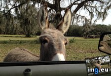 Tags: chase, donkey, driveway, funny, head, mini, neighbor, scratch (Pict. in My r/FUNNY favs)